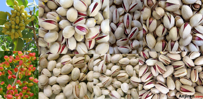 انواع پسته و ارقام مختلف آن در ایران و جهان