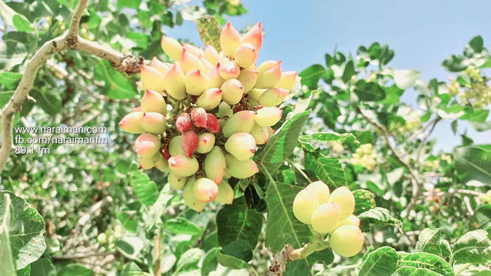 لبخند دانه‌های پسته بادغیس تا چند روز دیگر باز می‌شود