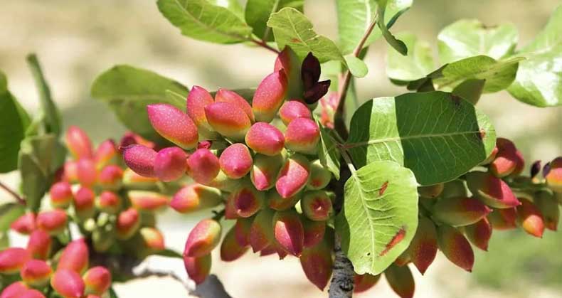 عوامل موثر در باردهی درخت پسته