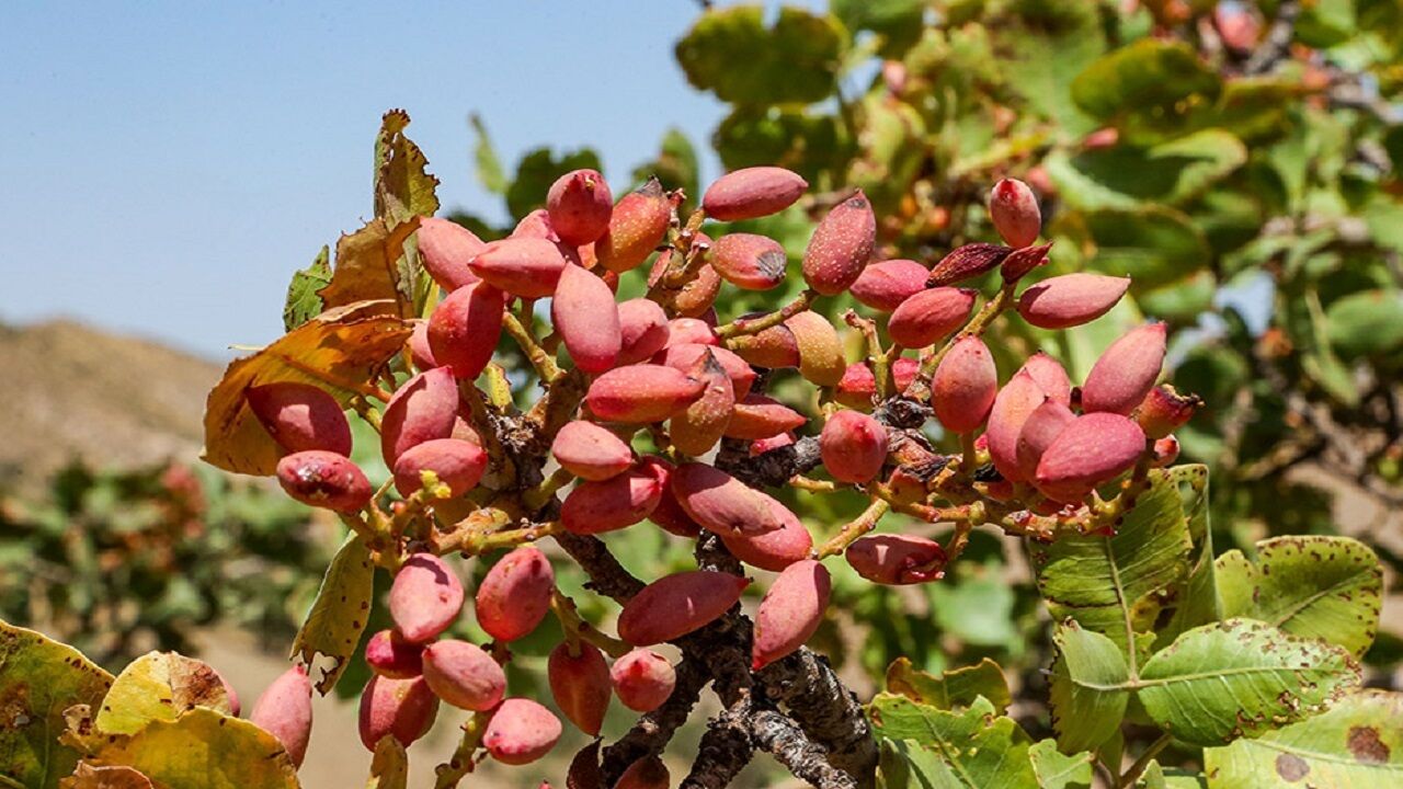 میزان تولید پسته تربت‌ حیدریه ۸۰۰ کیلوگرم در هر هکتار است