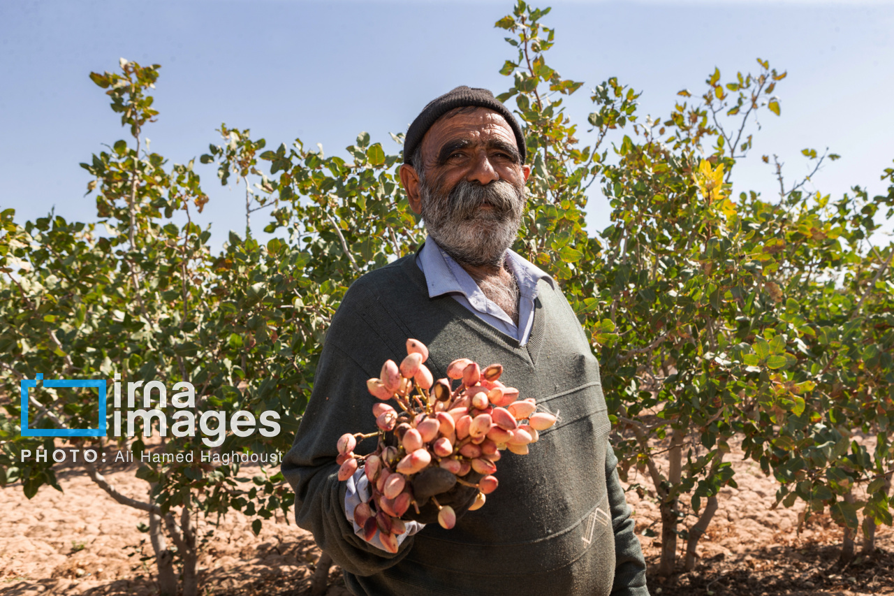 برداشت پسته از باغات ایلخچی تبریز