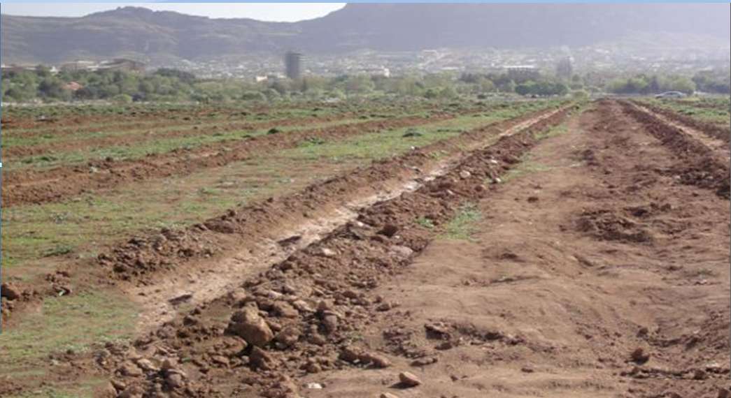 فاصله مناسب کاشت درختان پسته