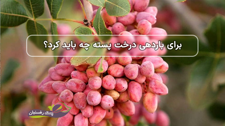 برای باردهی درخت پسته چه باید کرد؟
