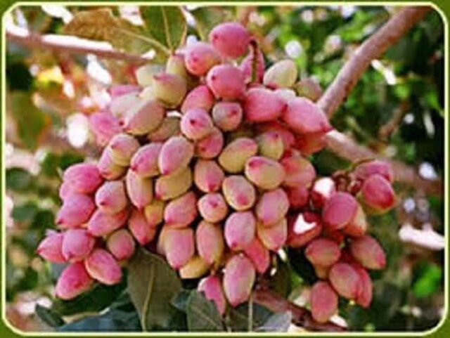 حضور کارشناس در باغ‌ها برای کنترل آفات و صادرات موفق پسته سرنوشت‌ساز است