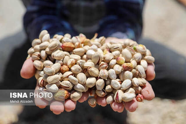 پسته یک مداخله تغذیه‌ای در بهبود سلامت متابولیک