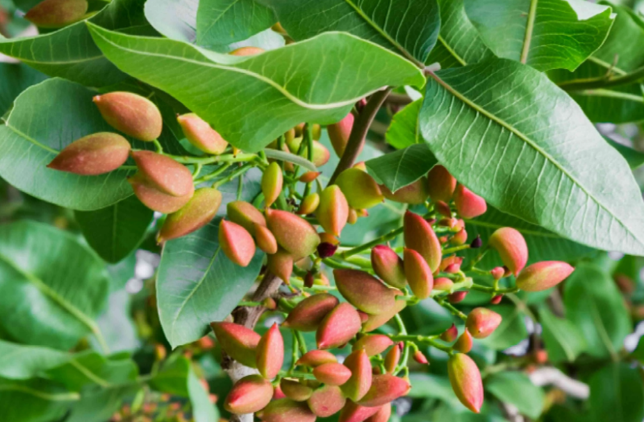 آموزش کاشت و نگهداری پسته خام در گلدان