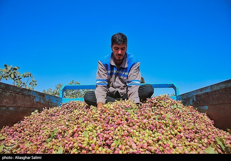 عکس/ برداشت پسته در خراسان شمالی